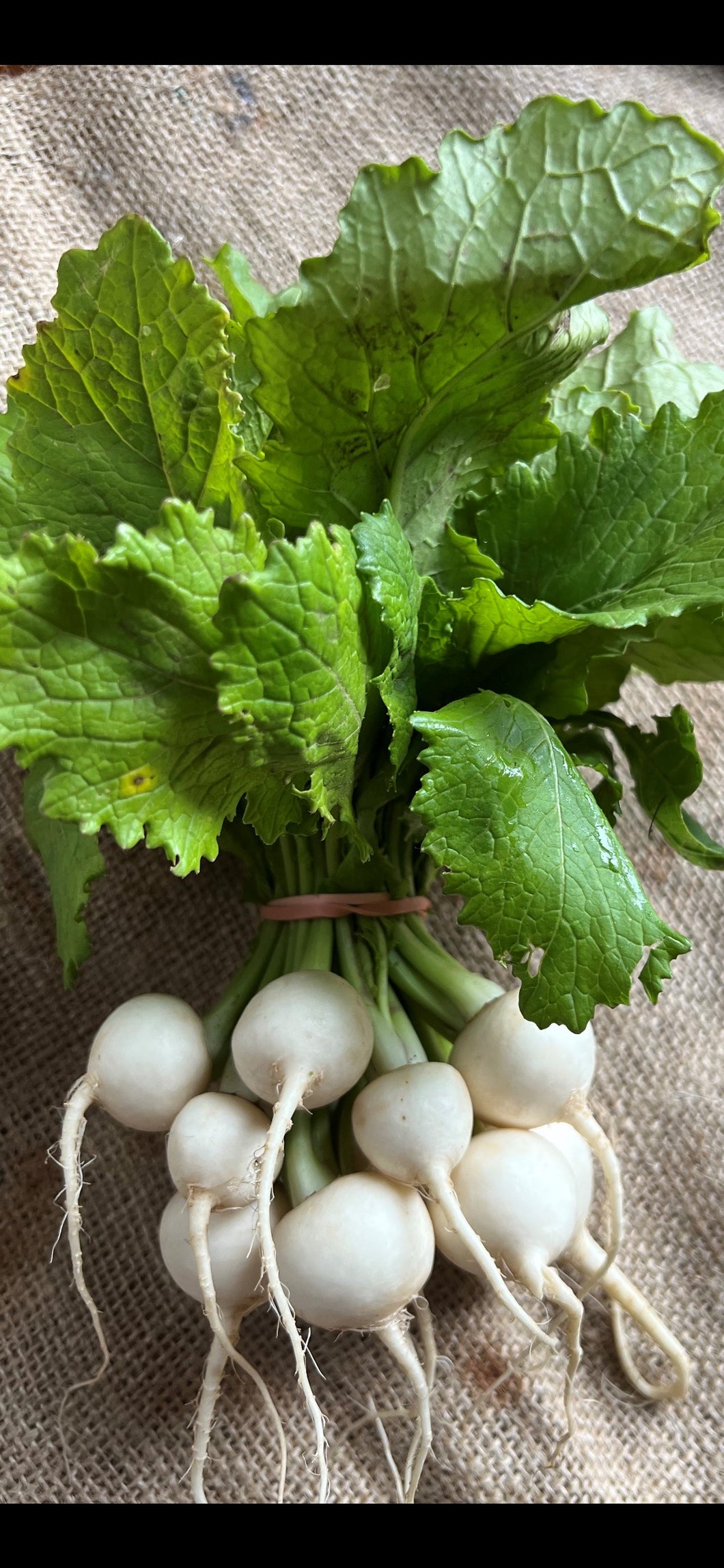 Baby White Turnip | 1 bunch