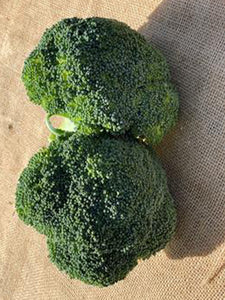 Broccoli | 1 Head