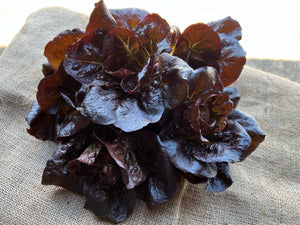*** SUPA SPECIAL *** RED Baby Cos Lettuce | 5 each