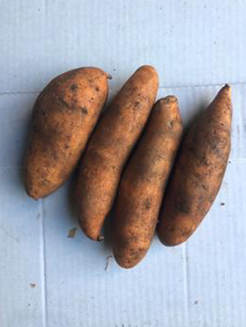 Sweet Potato | 1kg