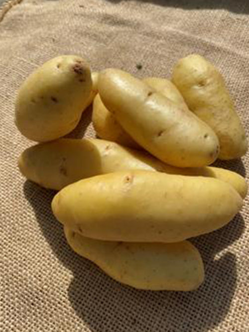 Potato (Kipfler) | 1kg