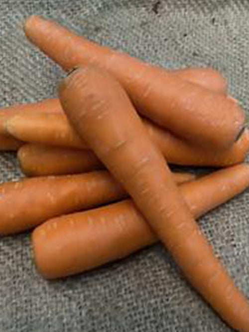 Carrots (Juicing) | 1kg