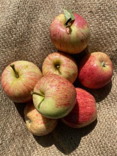 Apples (Gala) | 1kg