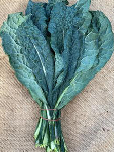 Cavolo Nero (Tuscan Kale) | 1 Bunch