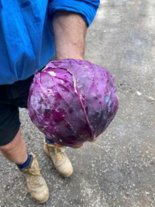 Cabbage (Red) | Half