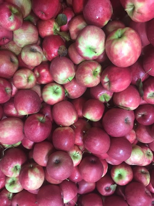 Apples (Crimson Snow) large | 1kg